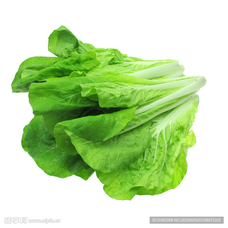 新鲜生菜
