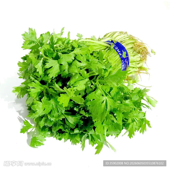 新鲜嫩绿香菜一束