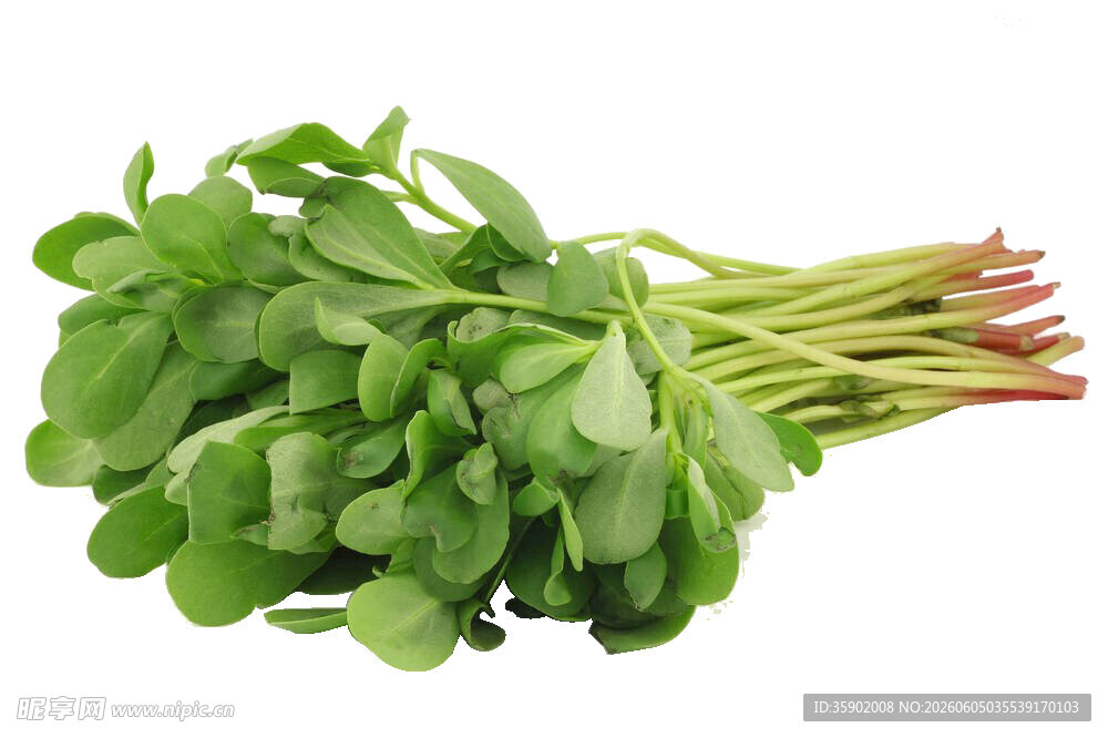 新鲜嫩绿的菠菜