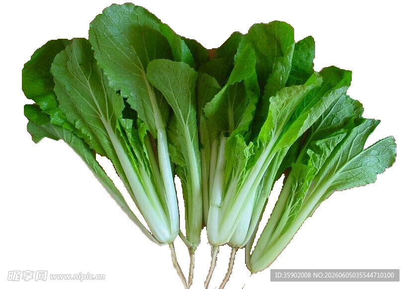 新鲜小白菜