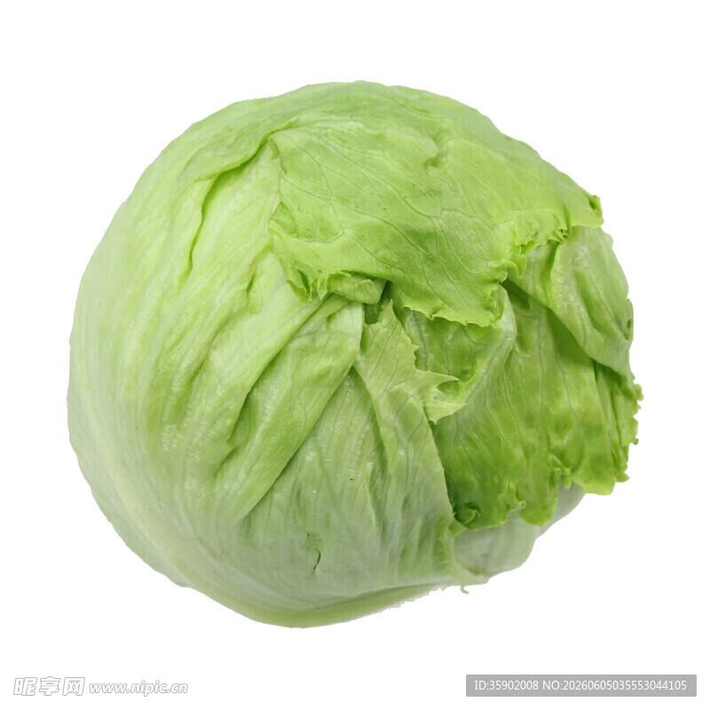 新鲜圆生菜