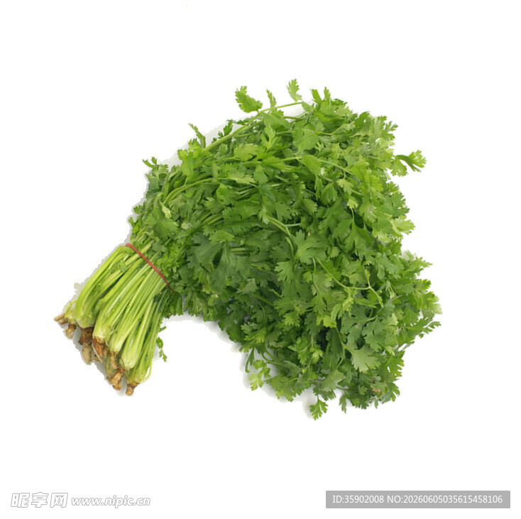 新鲜翠绿的香菜一束