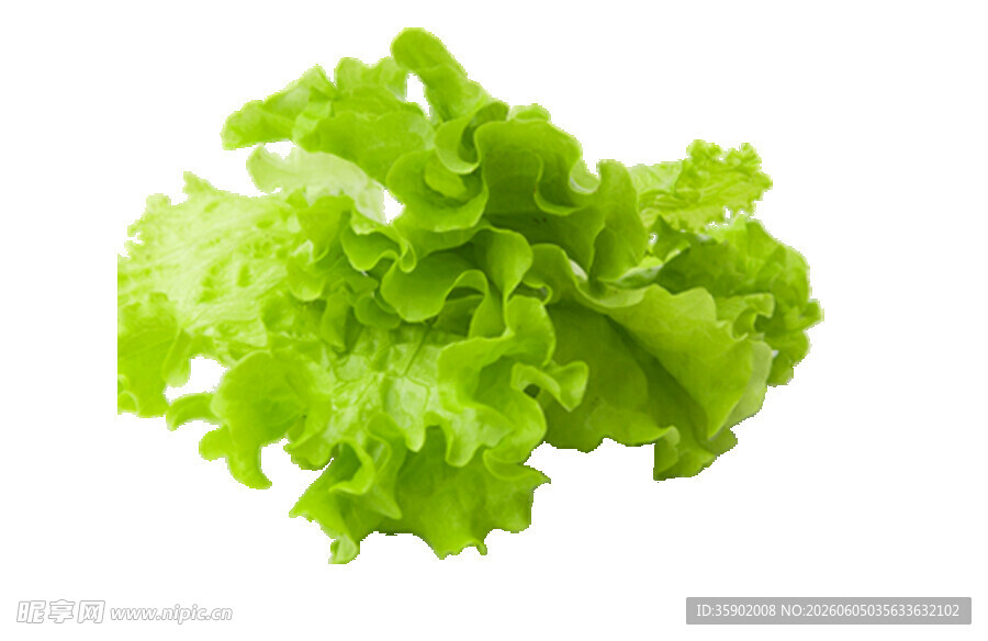 新鲜生菜