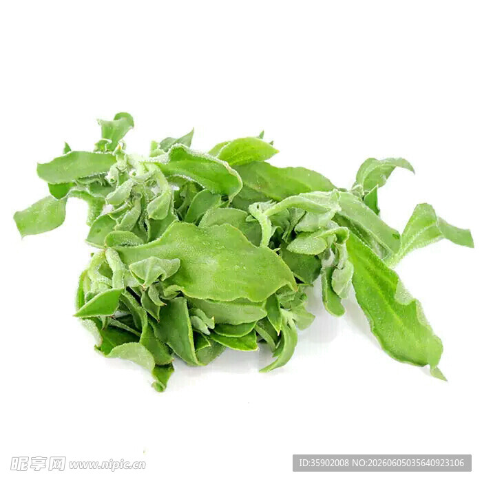 新鲜嫩绿薄荷叶