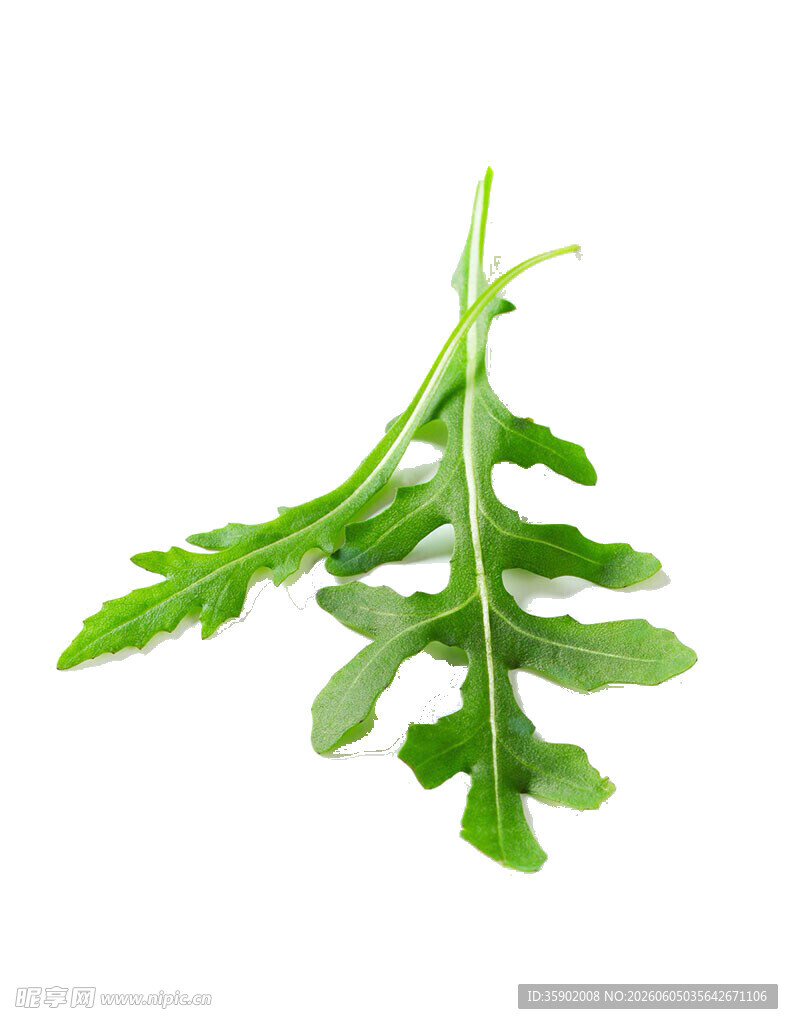 新鲜芝麻菜叶片特写