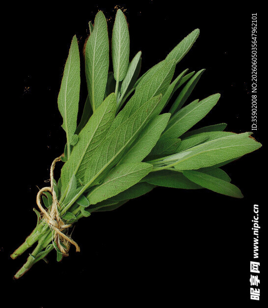 新鲜捆绑鼠尾草叶