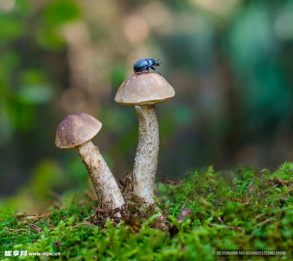 蘑菇上的甲虫