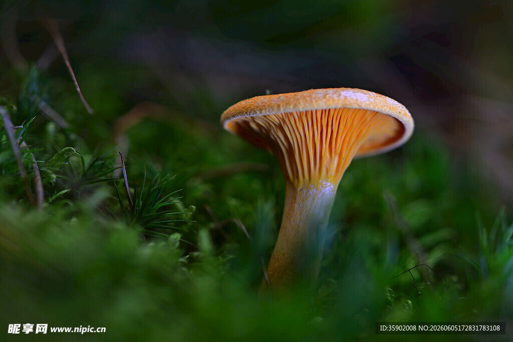 草丛中的橙色蘑菇
