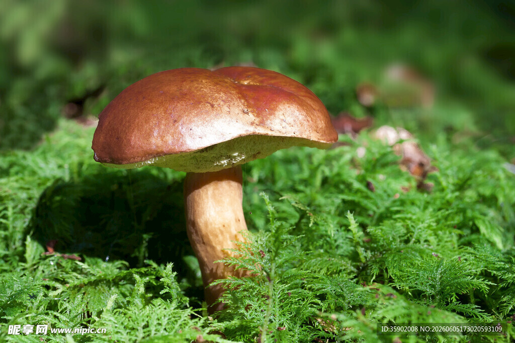 草地上的棕色蘑菇