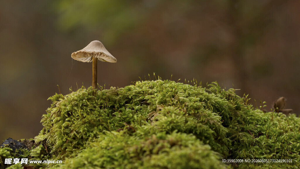 苔藓上的小蘑菇