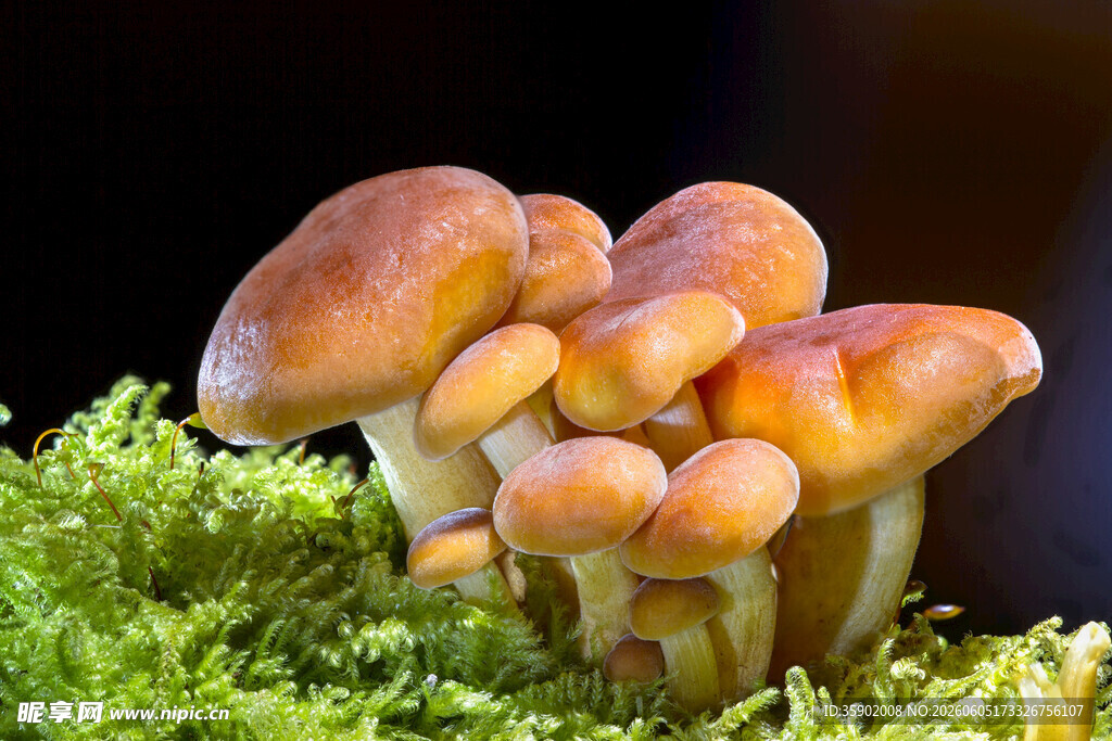 苔藓上的簇生蘑菇