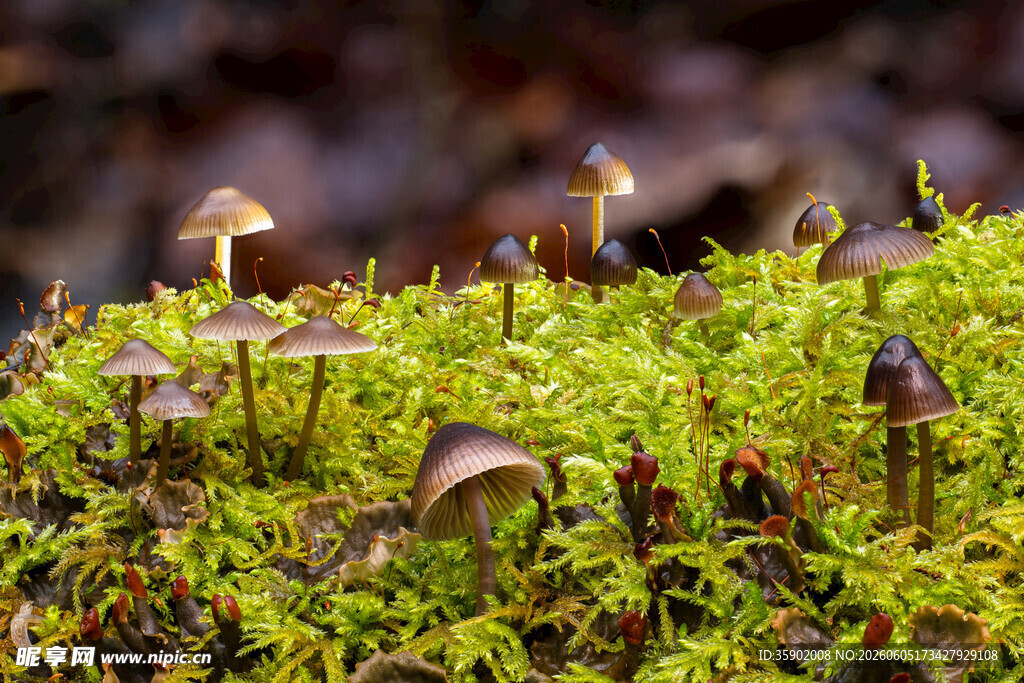 苔藓上生长的小巧蘑菇