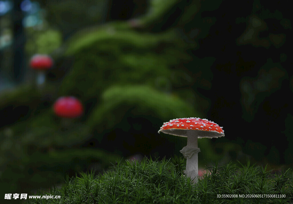 森林中的艳丽红蘑菇