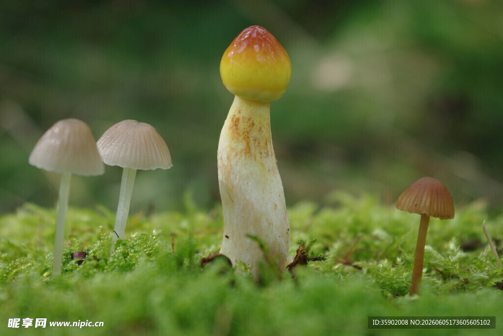 草地上的多彩小蘑菇