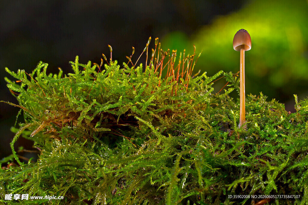 苔藓上的小蘑菇