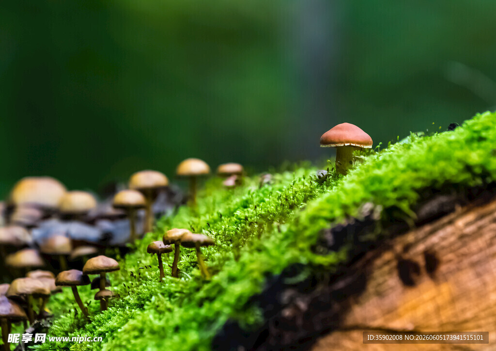 苔藓上的蘑菇群