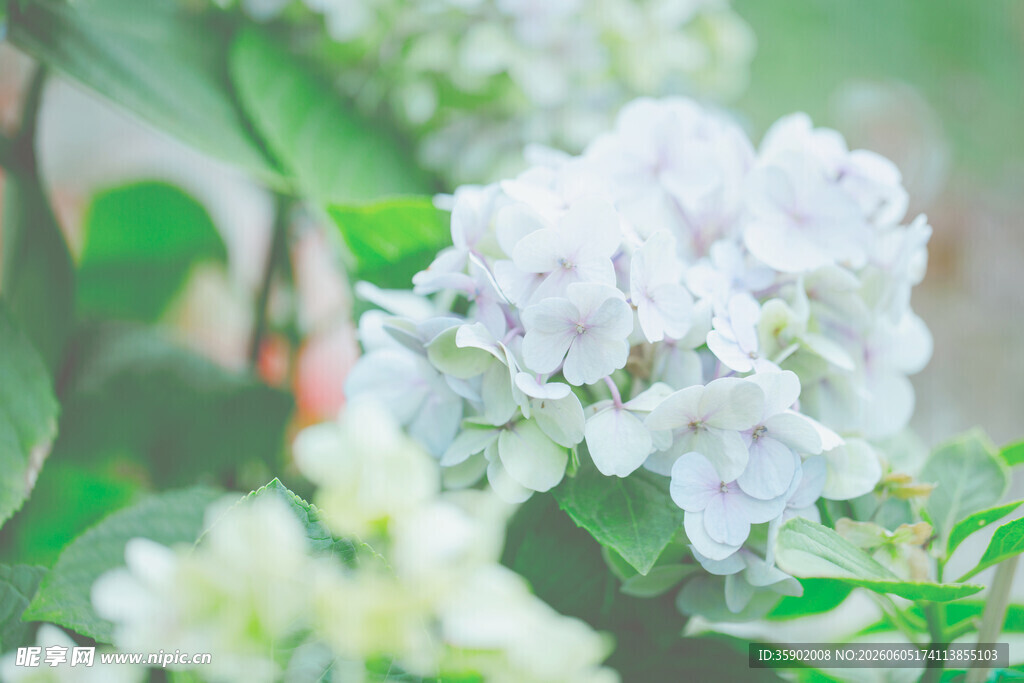 清新白色绣球花绽枝头