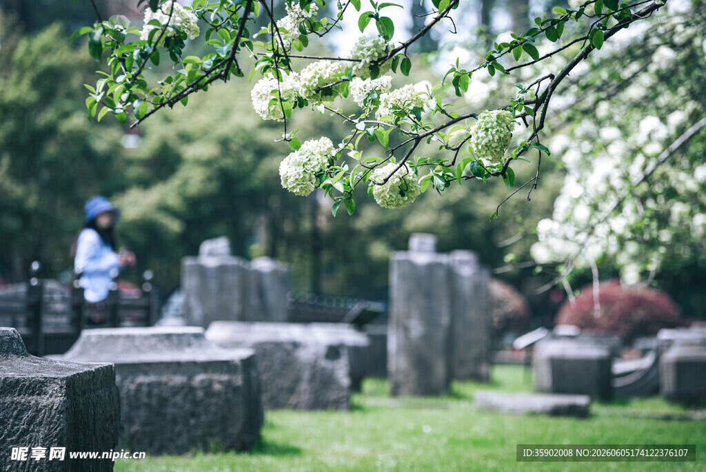 春日墓园静谧白花伴石景