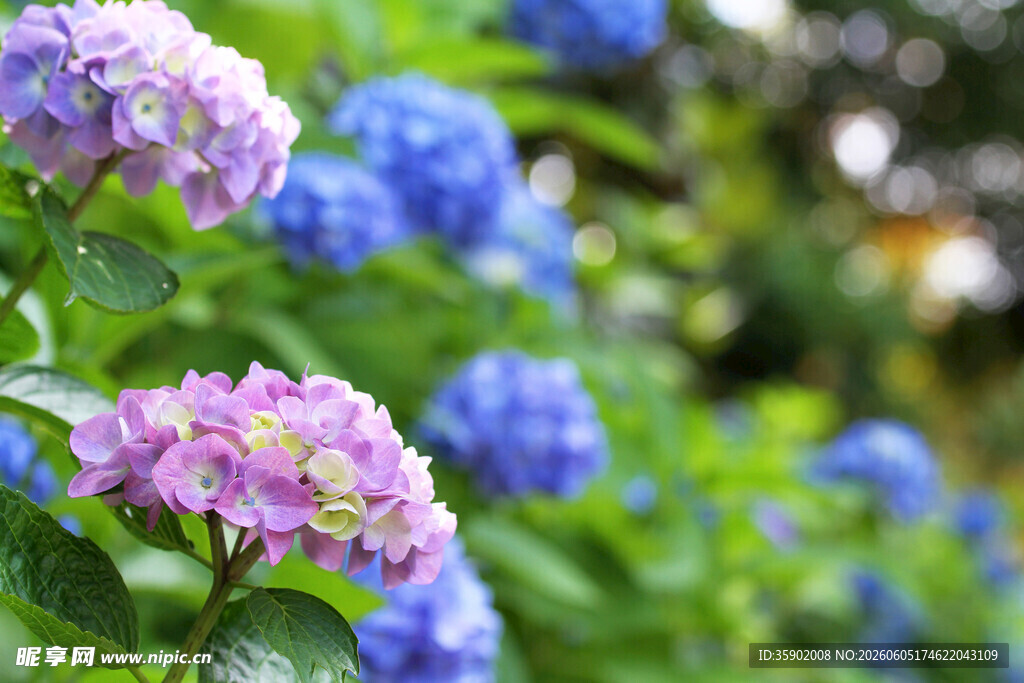 美丽绣球花绽放
