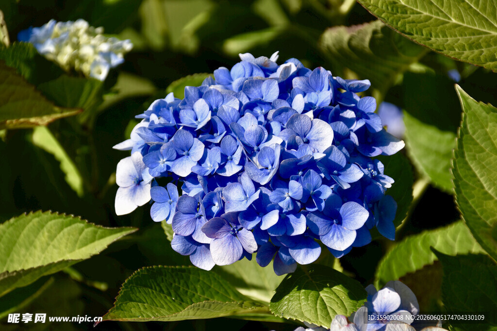 蓝色绣球花特写