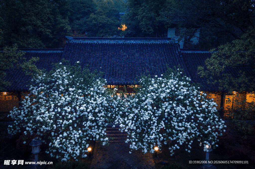 夜下繁花盛开的静谧庭院