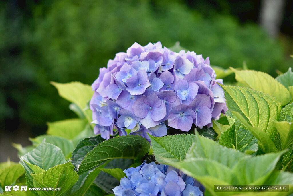 蓝紫色绣球花绽放