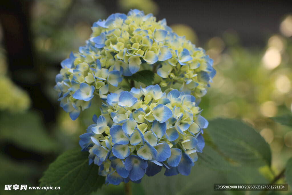 蓝绿绣球花特写