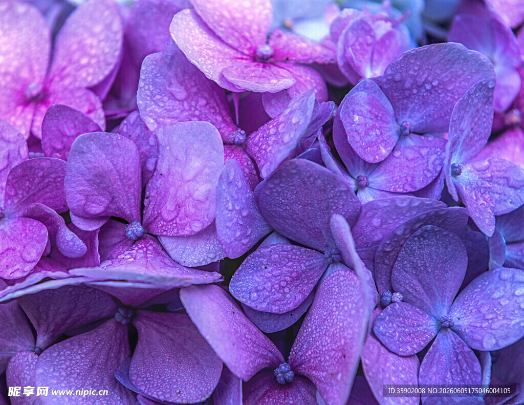 紫色绣球花瓣带水珠特写