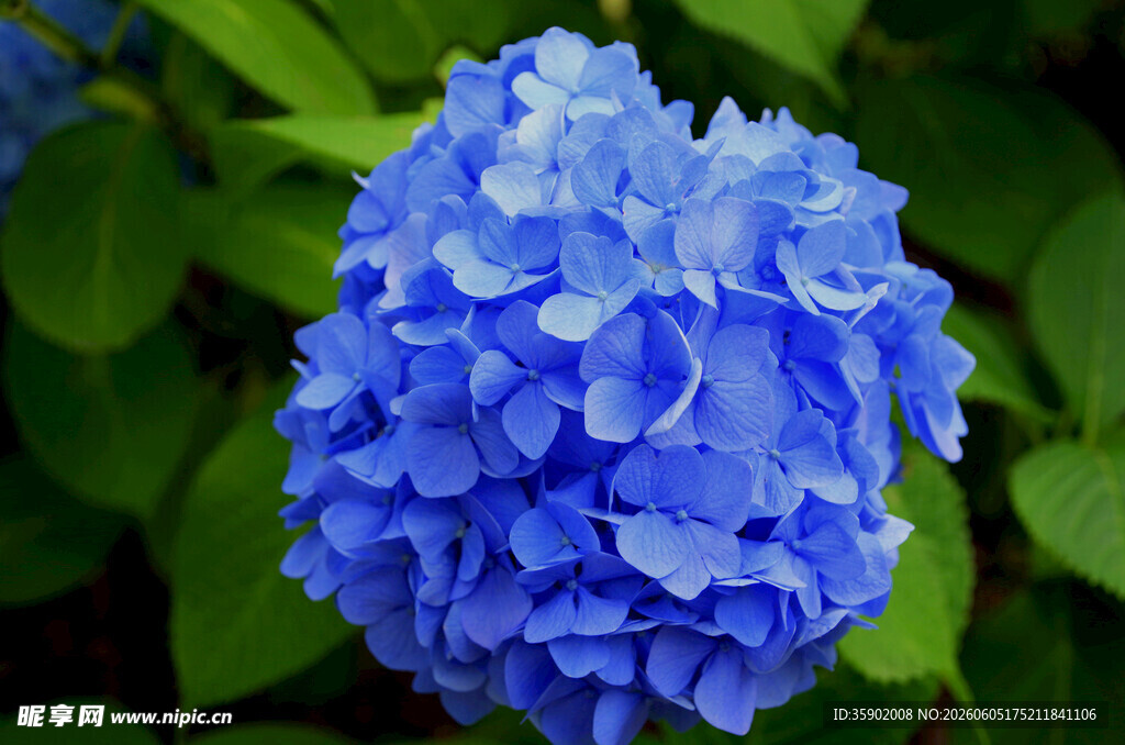 蓝色绣球花特写