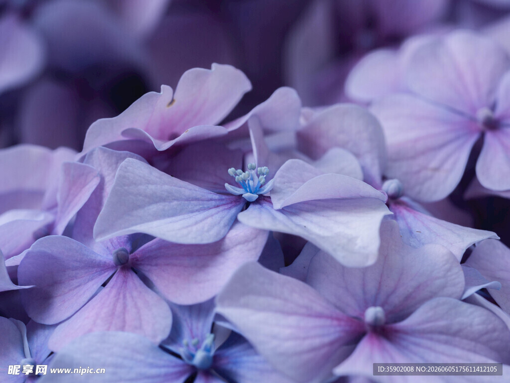 梦幻紫色绣球花特写