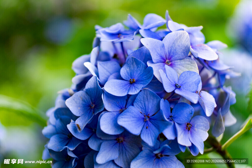 蓝色绣球花特写