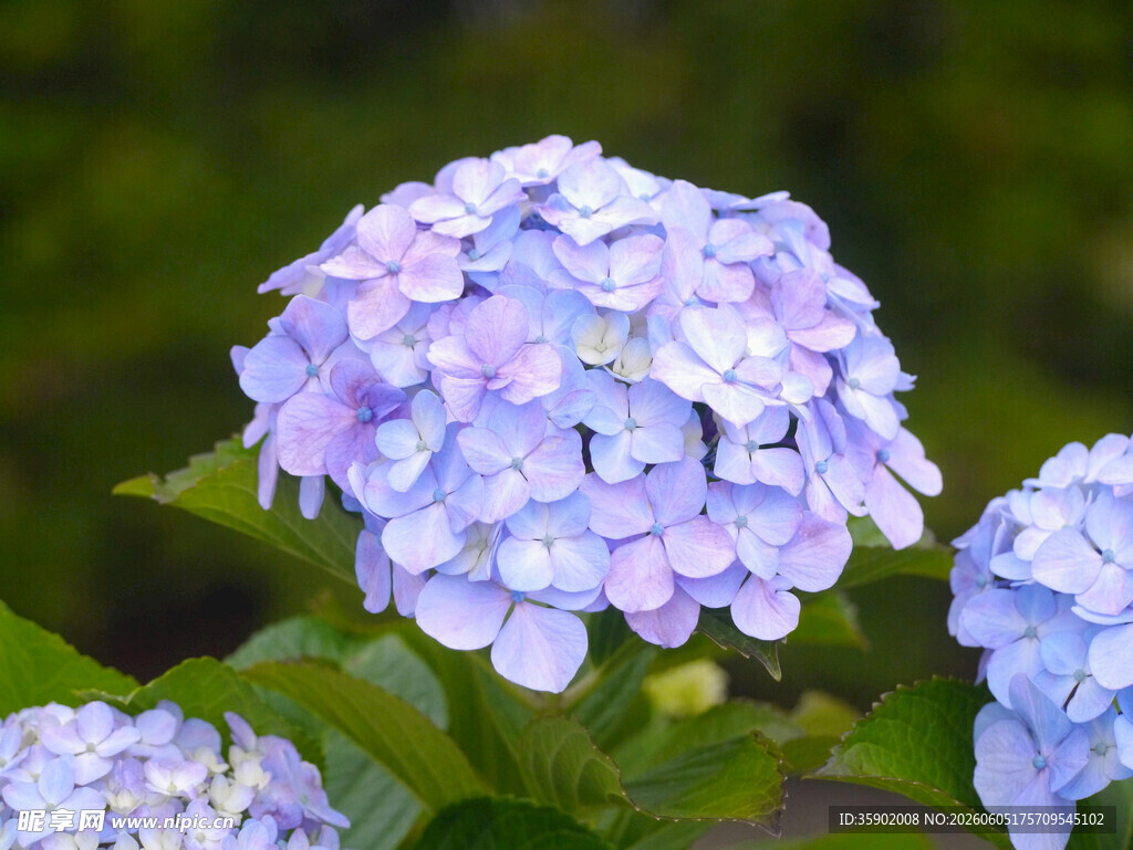 蓝紫色绣球花特写