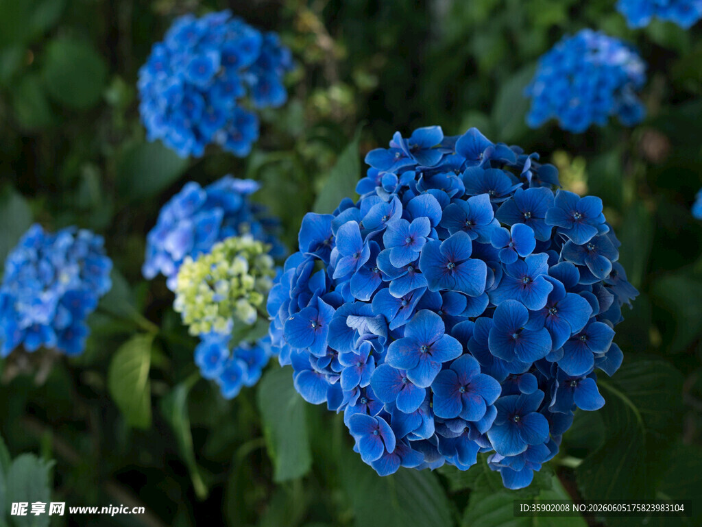 蓝色绣球花特写