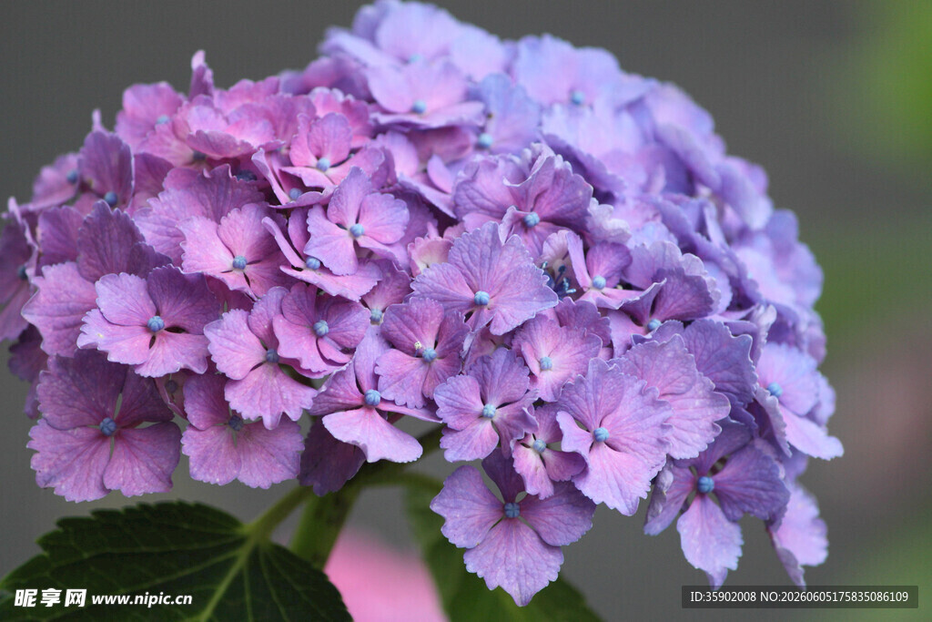 紫色绣球花特写