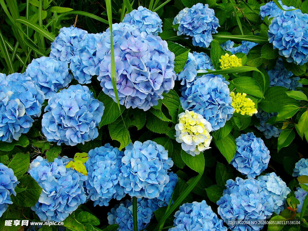 蓝绣球花绽放于绿叶间