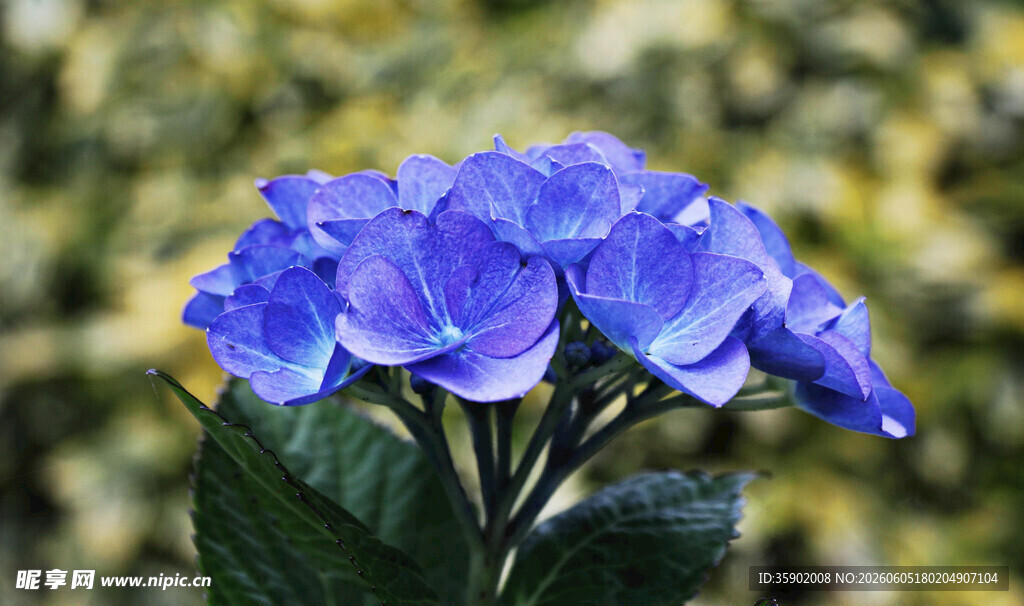蓝色绣球花特写