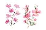 手绘花卉插画