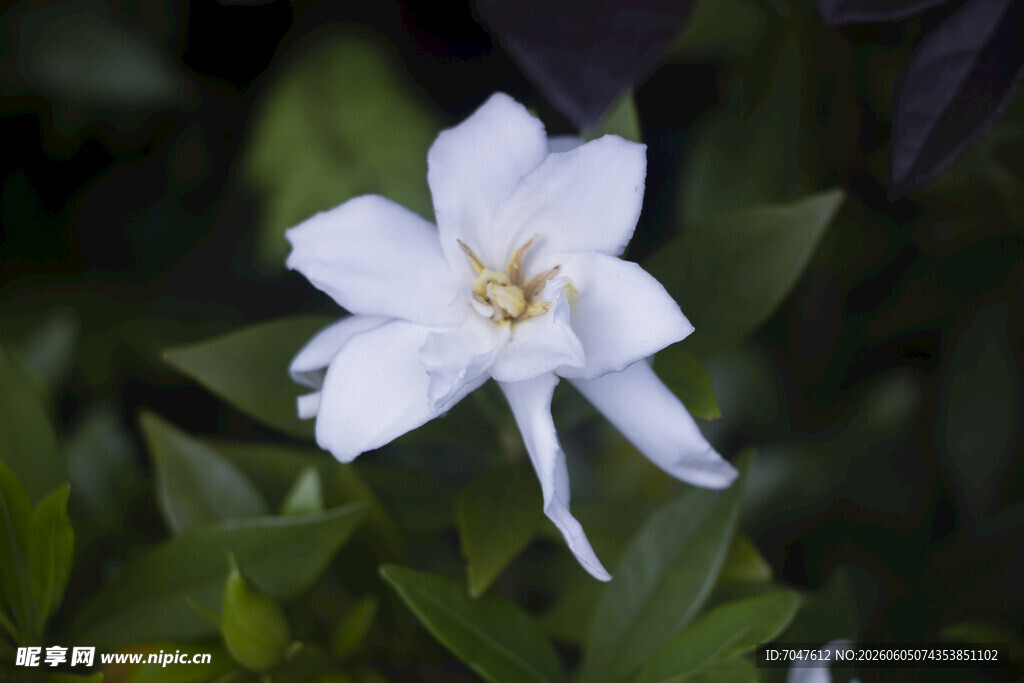 洁白栀子花绽放绿叶间