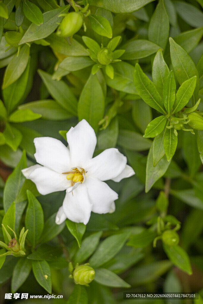栀子花白色单花绽放绿叶间