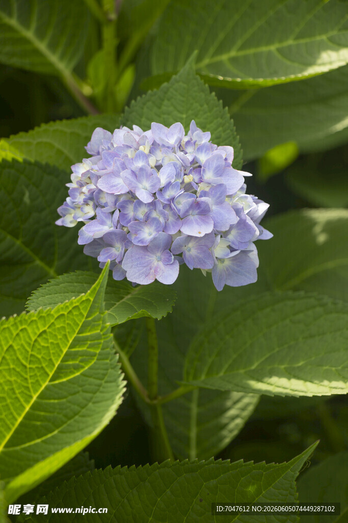 淡紫色绣球花绽放