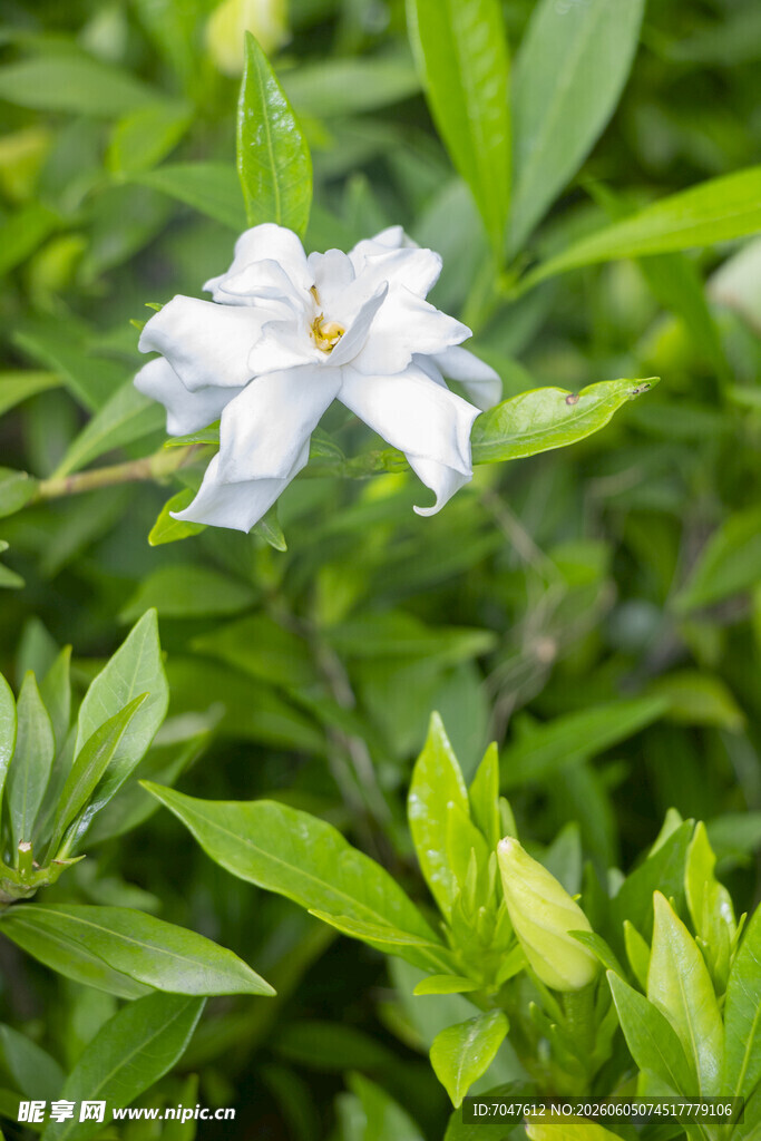 洁白绽放的清新栀子花
