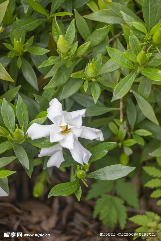 洁白栀子花绽放绿叶间