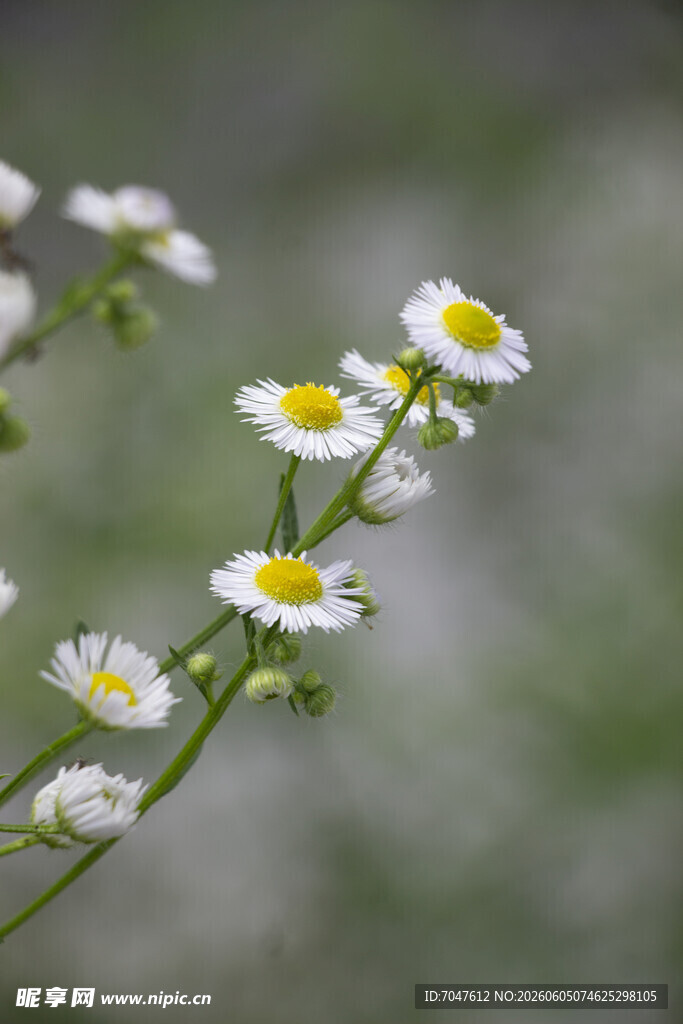 一年蓬清新小白菊