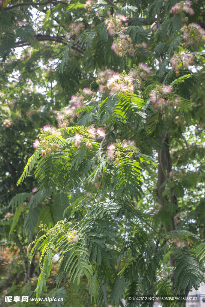 合欢花繁花满树的翠绿树木
