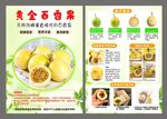 百香果宣传页