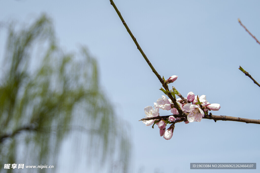 桃花柳树