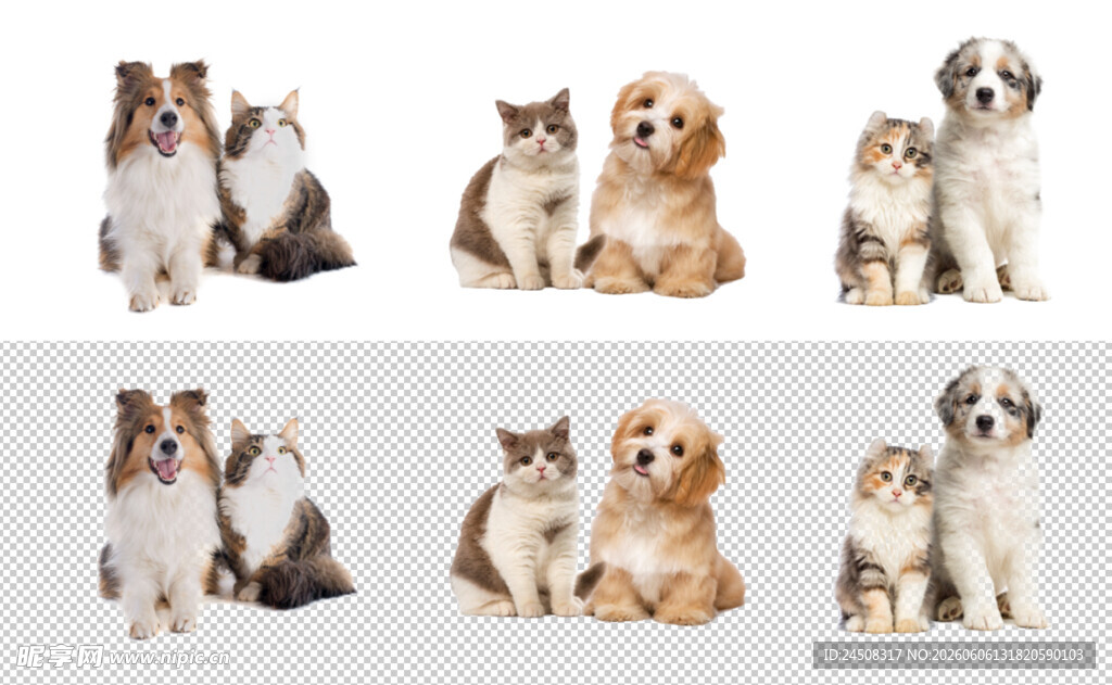 可爱猫狗组合萌照