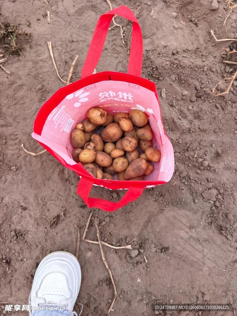 内蒙多伦挖的土豆