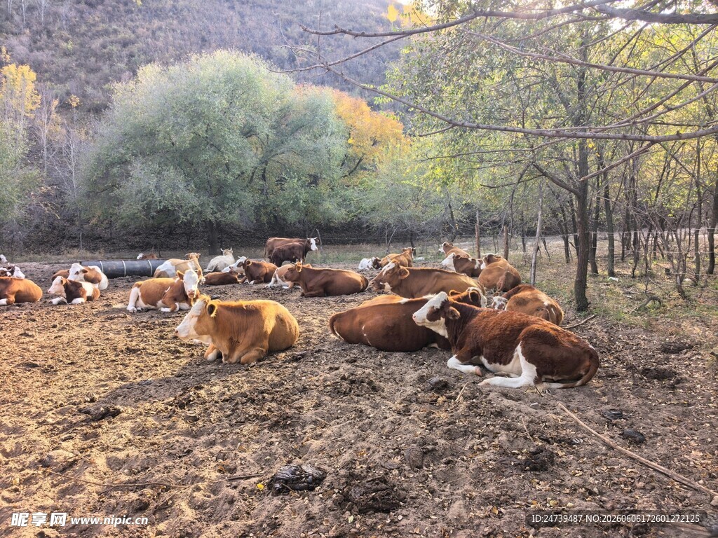 内蒙多伦湖牧场的牛