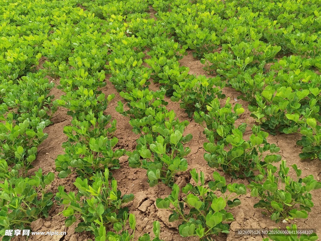 地里整齐排列的花生植株